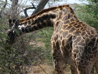 Masai Giraffe (Giraffa camelopardalis tippelskirchi)