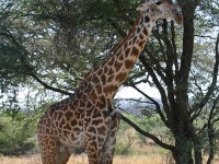 Masai Giraffe (Giraffa camelopardalis tippelskirchi)