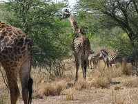 Masai Giraffe (Giraffa camelopardalis tippelskirchi)