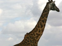 Masai Giraffe (Giraffa camelopardalis tippelskirchi)