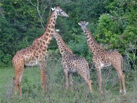 Masai Giraffe (Giraffa camelopardalis tippelskirchi)