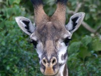 Masai Giraffe (Giraffa camelopardalis tippelskirchi)