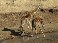 Masai Giraffe (Giraffa camelopardalis tippelskirchi)