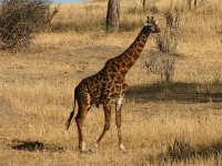 Masai Giraffe (Giraffa camelopardalis tippelskirchi)