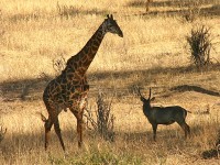 Masai Giraffe (Giraffa camelopardalis tippelskirchi)