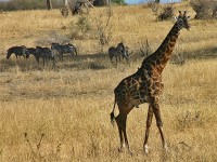 Masai Giraffe (Giraffa camelopardalis tippelskirchi)