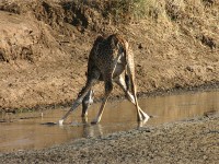 Masai Giraffe (Giraffa camelopardalis tippelskirchi)