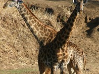 Masai Giraffe (Giraffa camelopardalis tippelskirchi)