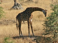 Masai Giraffe (Giraffa camelopardalis tippelskirchi)