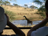 Masai Giraffe (Giraffa camelopardalis tippelskirchi)