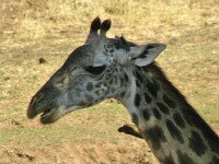 Masai Giraffe (Giraffa camelopardalis tippelskirchi)