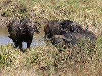 African Buffalo (Syncerus caffer)