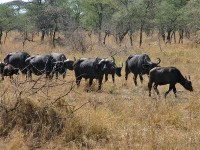 African Buffalo (Syncerus caffer)