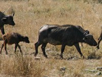 African Buffalo (Syncerus caffer)