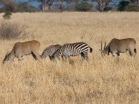 Common Eland (Taurotragus oryx)