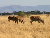 Common Eland (Taurotragus oryx)