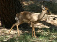 Kirk's Dik-dik (Madoqua kirkii)