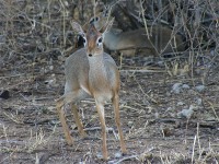 Kirk's Dik-dik (Madoqua kirkii)