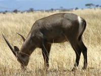 Waterbuck (Kobus ellipsiprymnus)