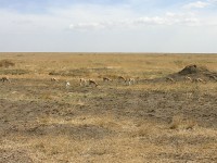 Thomson's Gazelle (Eudorcas thomsonii)