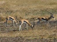 Thomson's Gazelle (Eudorcas thomsonii)