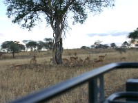 Impala (Aepyceros melampus)