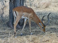 Impala (Aepyceros melampus)