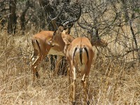 Impala (Aepyceros melampus)