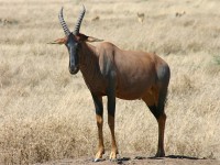 Topi (Damaliscus lunatus jimela)