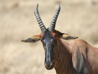 Topi (Damaliscus lunatus jimela)