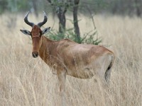 Kongoni (Alcelaphus buselaphus cokii) Coke's Hartebeest