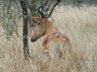 Kongoni (Alcelaphus buselaphus cokii) Coke's Hartebeest