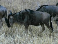 Blue Wildebeest (Connochaetes taurinus)