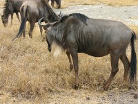 Blue Wildebeest (Connochaetes taurinus)