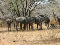 Blue Wildebeest (Connochaetes taurinus)