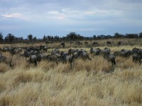 Blue Wildebeest (Connochaetes taurinus)