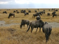 Blue Wildebeest (Connochaetes taurinus)