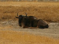 Blue Wildebeest (Connochaetes taurinus)