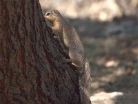 Unstriped Ground Squirrel (Xerus rutilus)