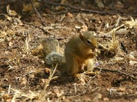 Ochre Bush Squirrel (Paraxerus ochraceus)