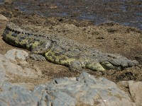 Nile Crocodile (Crocodylus niloticus)