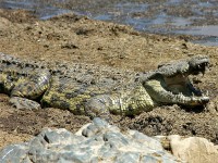 Nile Crocodile (Crocodylus niloticus)