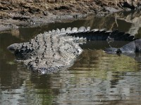 Nile Crocodile (Crocodylus niloticus)