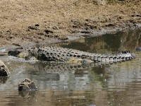 Nile Crocodile (Crocodylus niloticus)