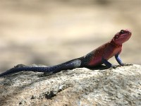 Red-headed Rock Agama (Agama agama)