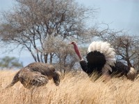 Common Ostrich (Struthio camelus)