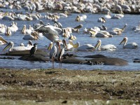 Great White Pelican (Pelecanus onocrotalus)