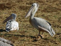 Pink-backed Pelican (Pelecanus rufescens)