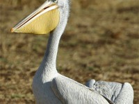 Pink-backed Pelican (Pelecanus rufescens)