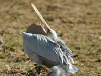 Pink-backed Pelican (Pelecanus rufescens)